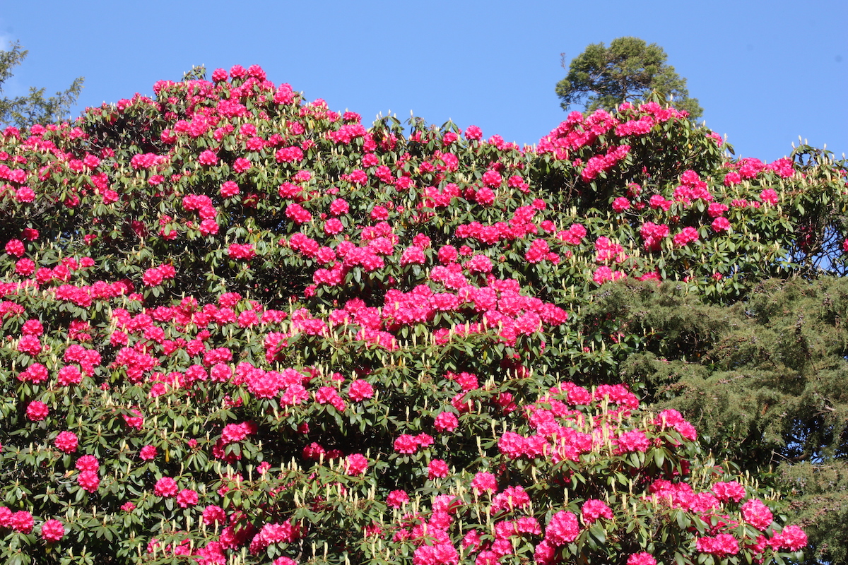 Blandyanum